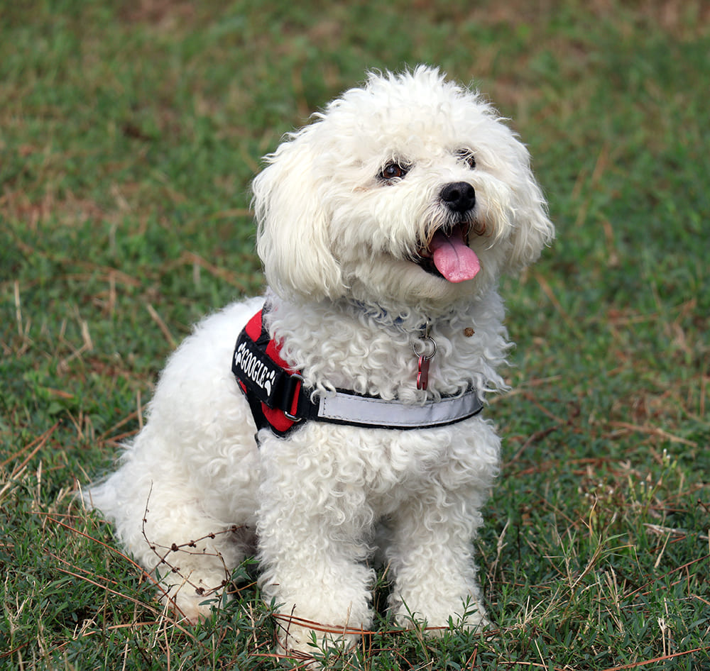 cane-maltese-pet-therapy-roma